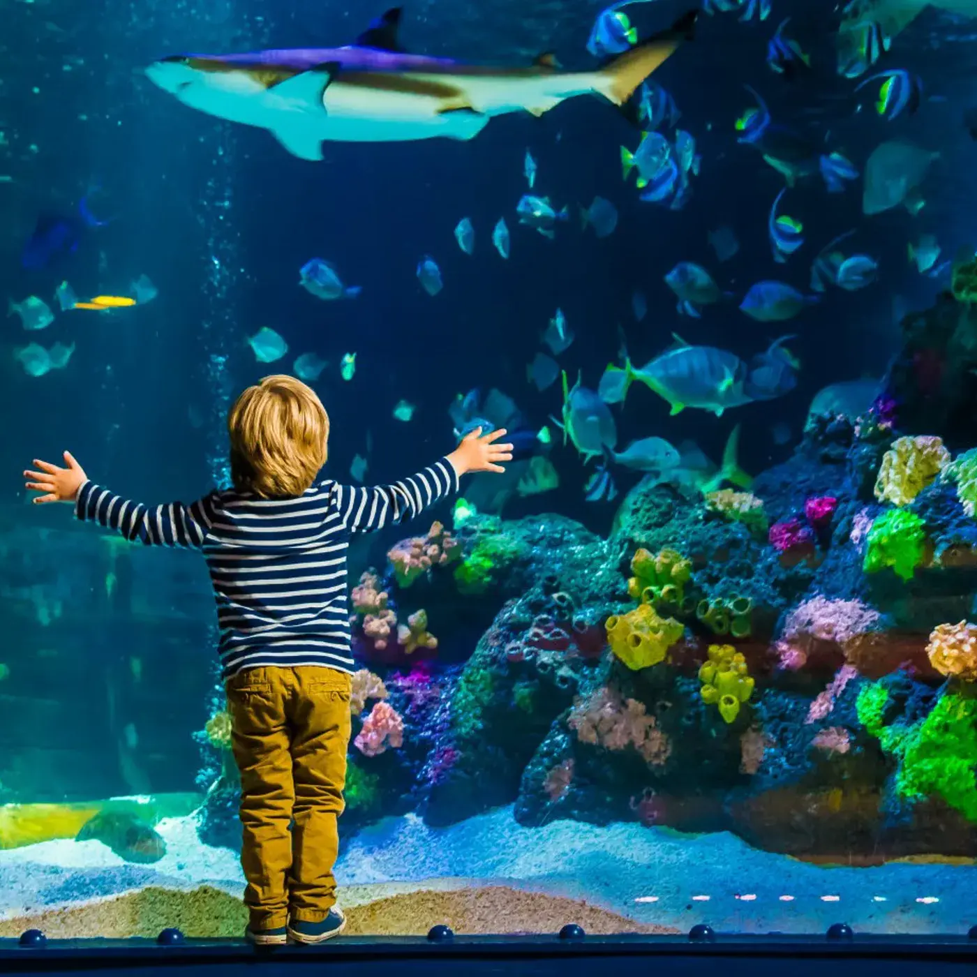 Sea Life