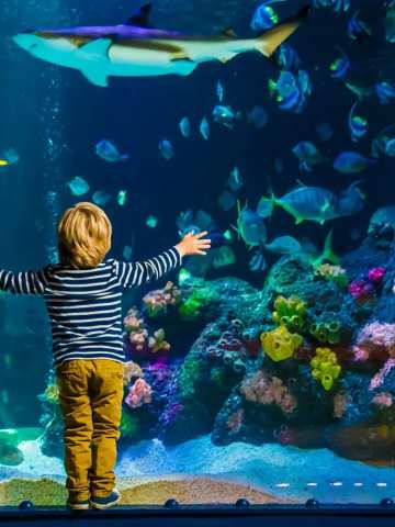 Sea Life